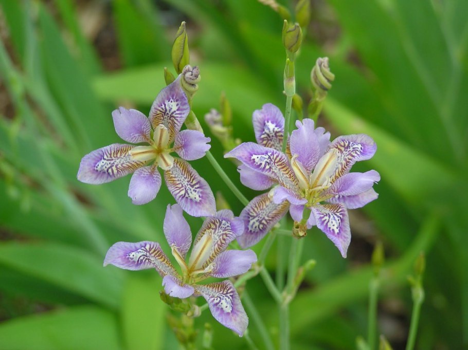 Spiranthes romanzoffiana