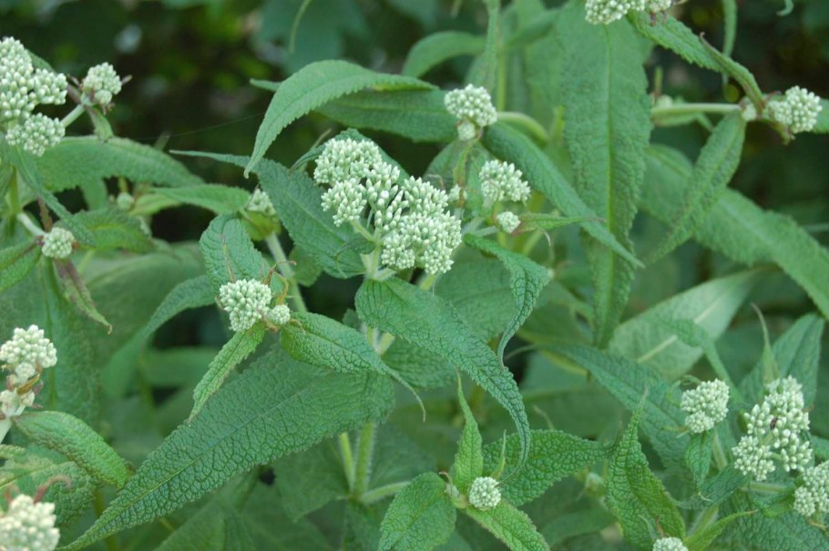 Скрученник спиральный