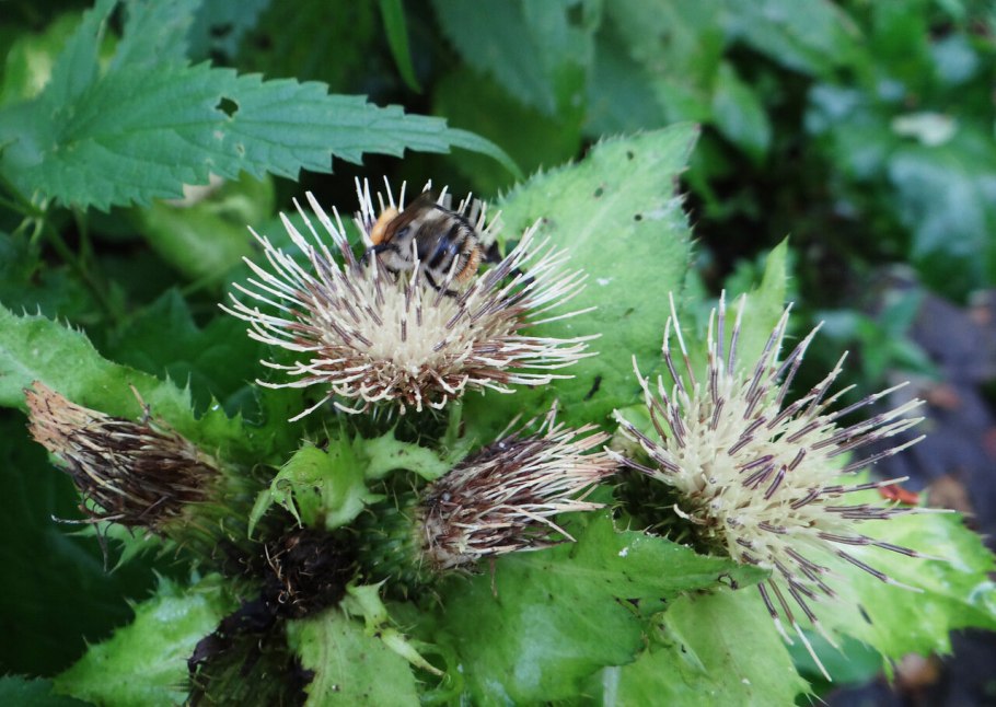 Растение Бодяк огородный (Cirsium oleraceum)