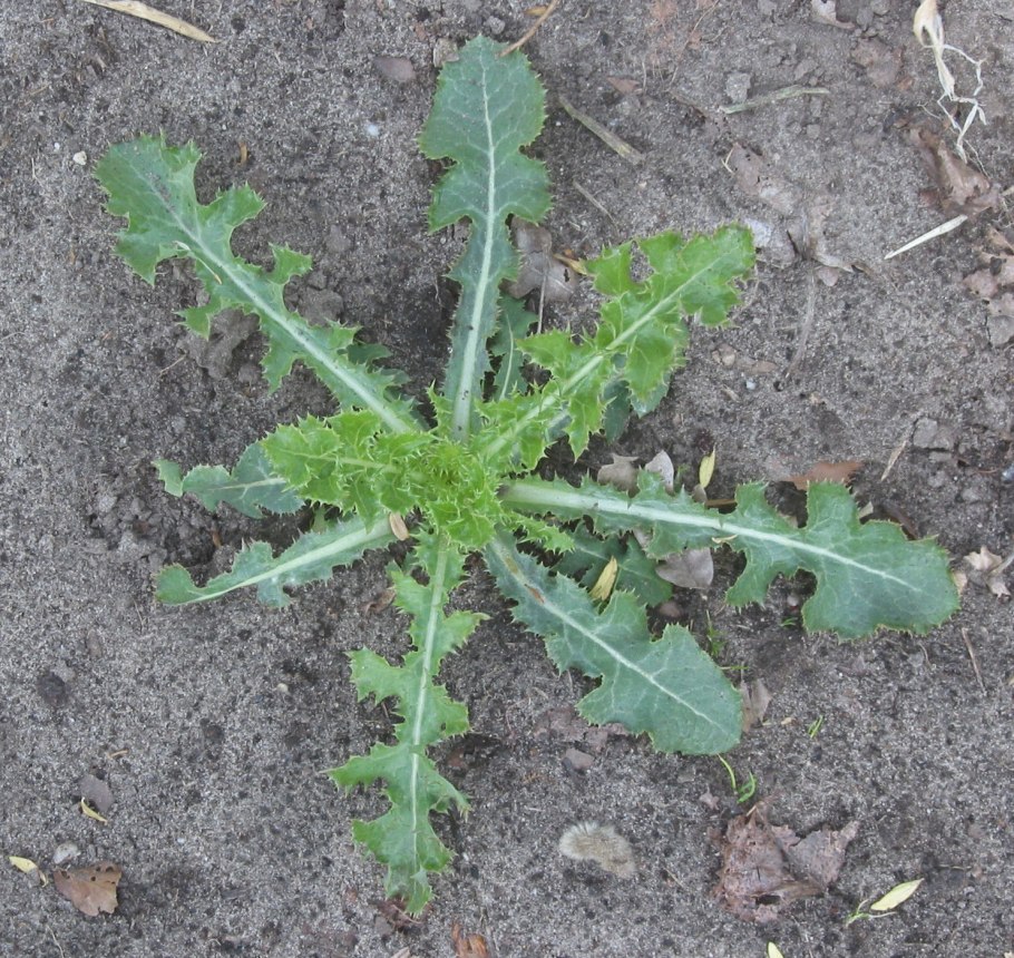 Латук компасный lactuca serriola