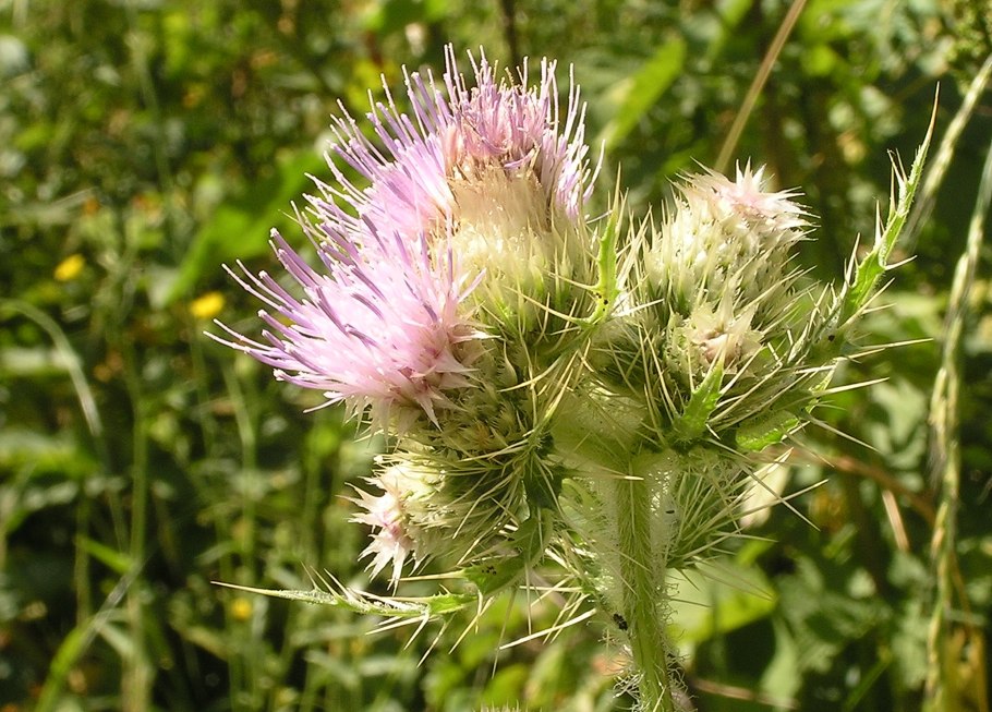 Растение Бодяк огородный (Cirsium oleraceum)