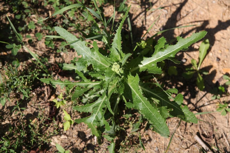 Sonchus arvensis