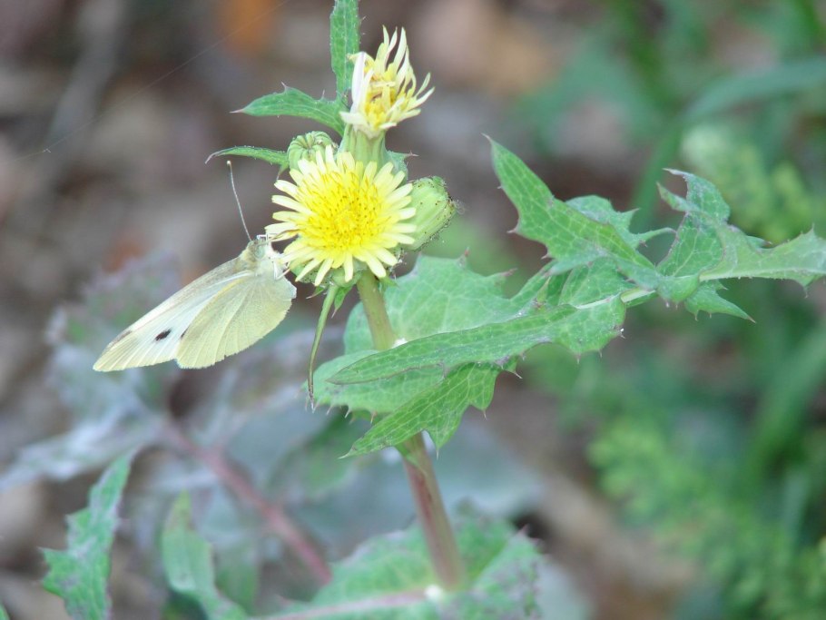 Бодяк (Астровые)