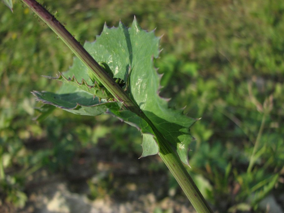 Сорняк осот