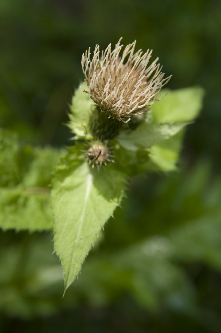 Бодяк огородный Cirsium oleraceum
