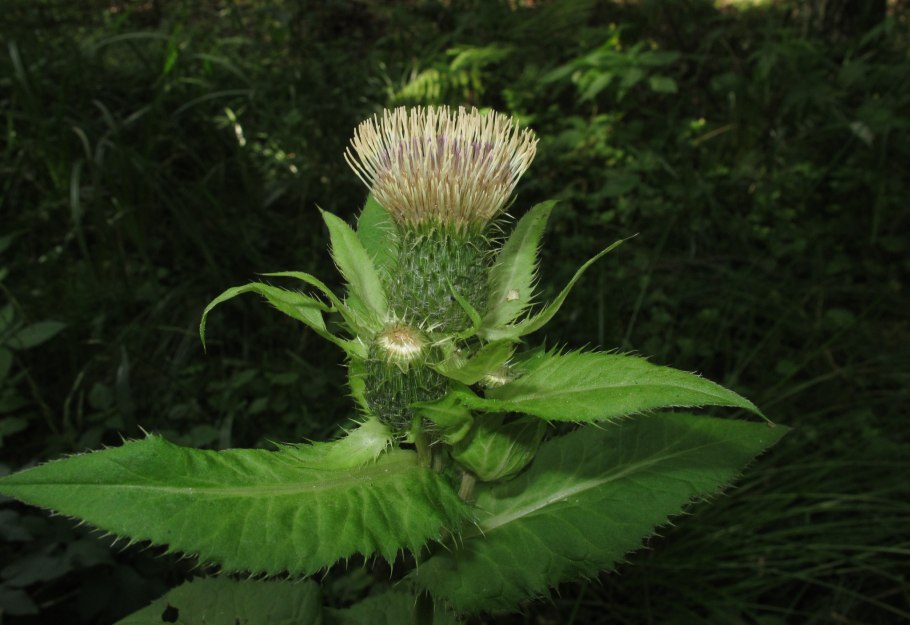 Растение Бодяк огородный (Cirsium oleraceum)