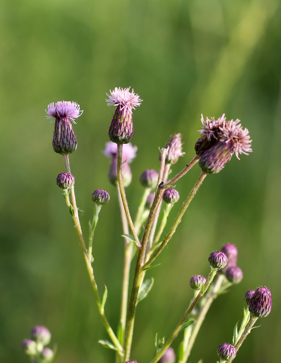 Бодяк обыкновенный (cirsium vulgare)