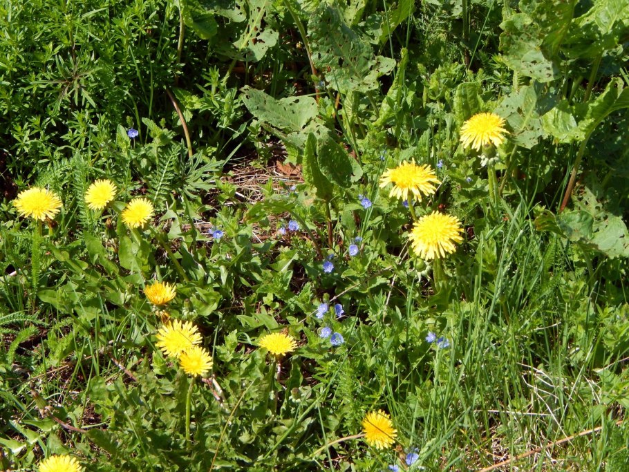 Taraxacum officinale