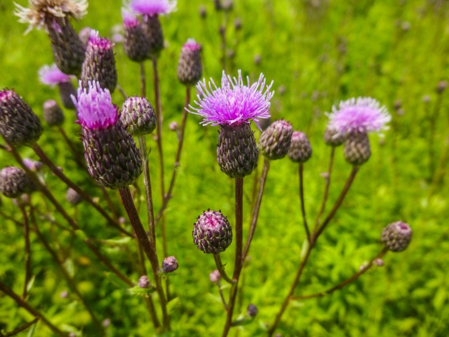Бодяк полевой (Cirsium arvense)