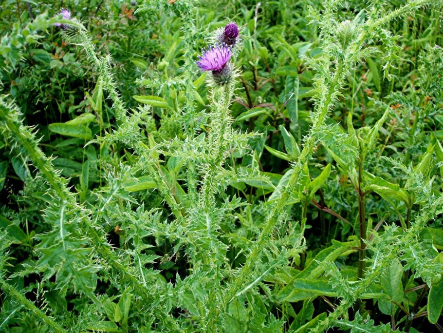 Чертополох курчавый (carduus crispus)