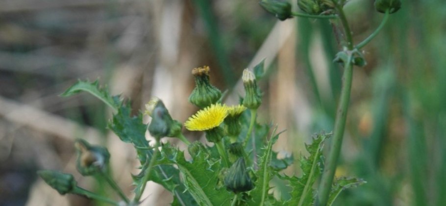 Осот колючий огородный сорняк