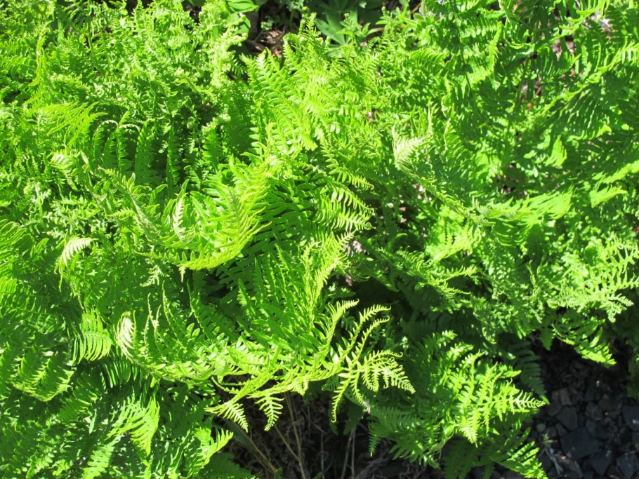 Орляк страусник