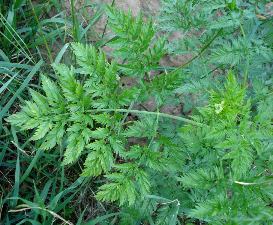 Бутень одуряющий (Chaerophyllum temulum l.)