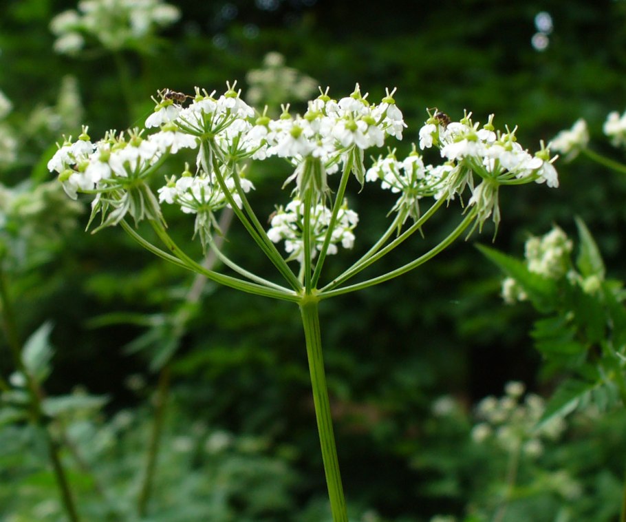 Бутень одуряющий (Chaerophyllum temulum l.)