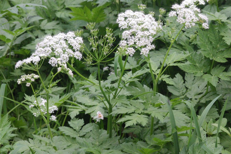 Chaerophyllum bulbosum
