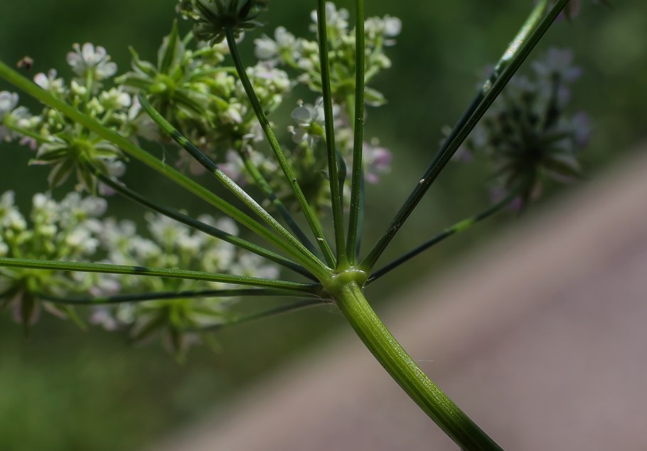 Бутень клубненосный (Chaerophyllum bulbosum