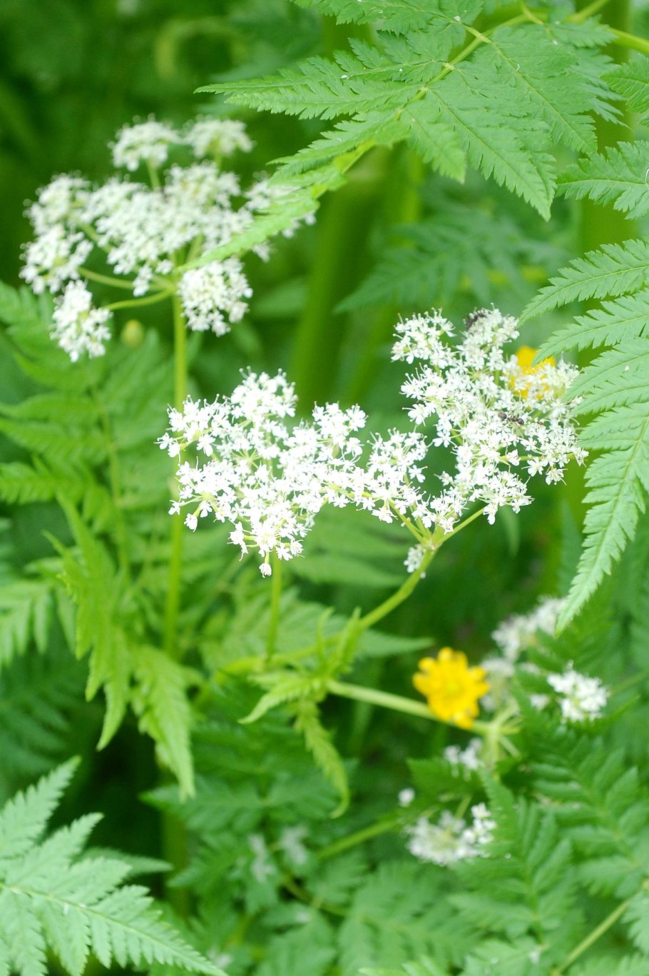 Купырь лесной anthriscus sylvestris