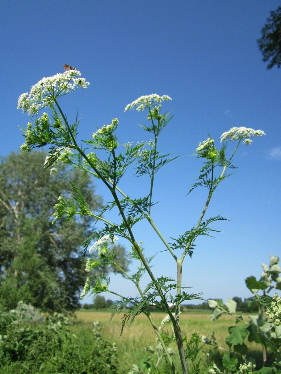 Бутень одуряющий (Chaerophyllum temulum l.)