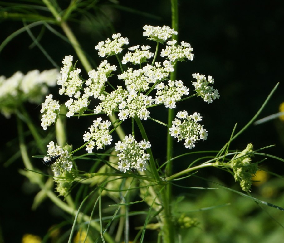 Бутень одуряющий (Chaerophyllum temulum l.)