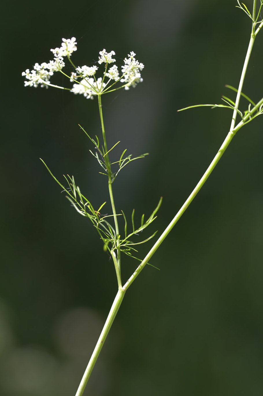 Anthriscus Caucalis
