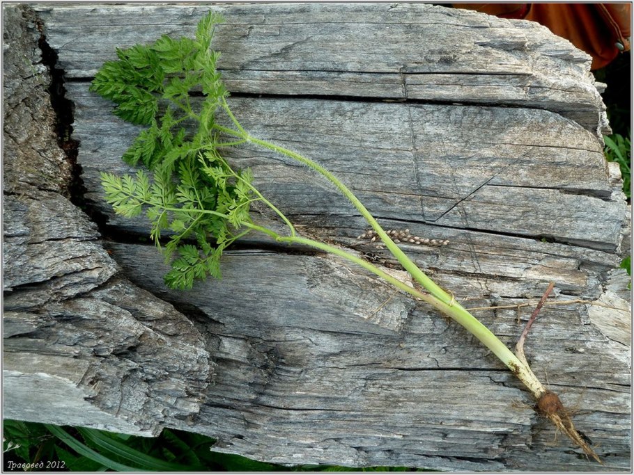 Бутень клубненосный (Chaerophyllum bulbosum
