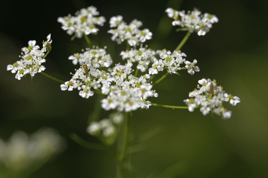 Бутень одуряющий (Chaerophyllum temulum l.)