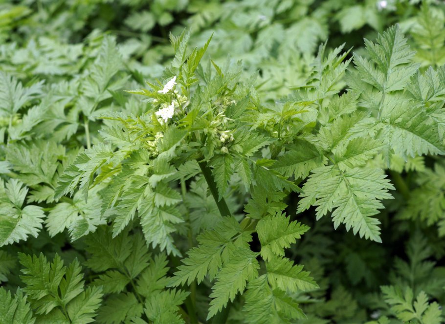 Бутень клубненосный (Chaerophyllum bulbosum
