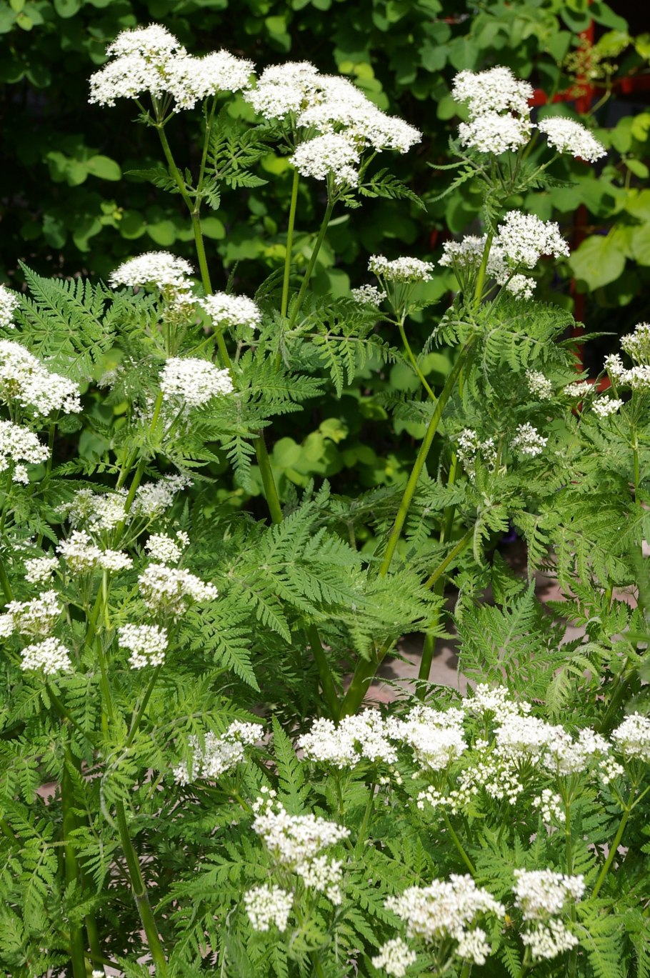 Бутень клубненосный (Chaerophyllum bulbosum