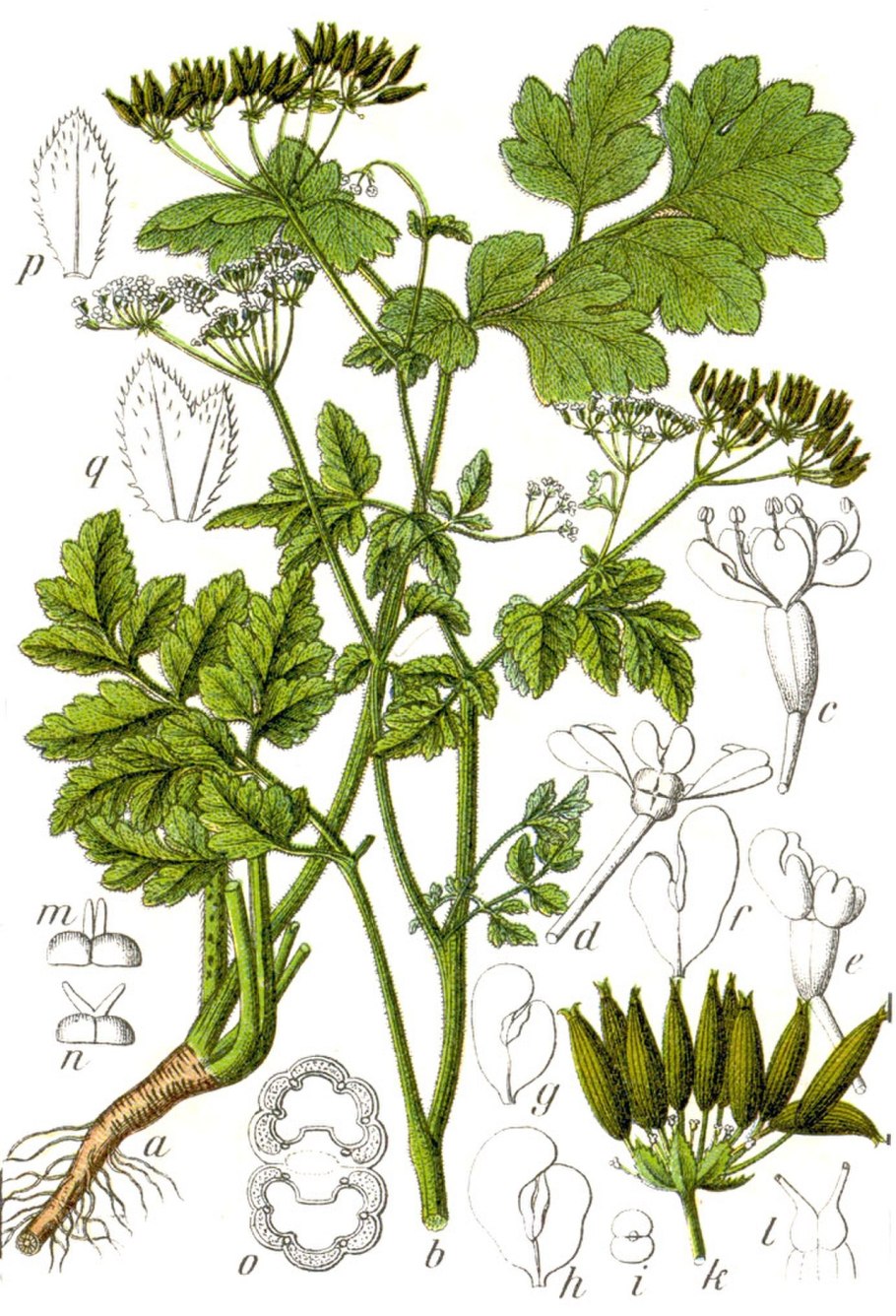 Chaerophyllum Aureum