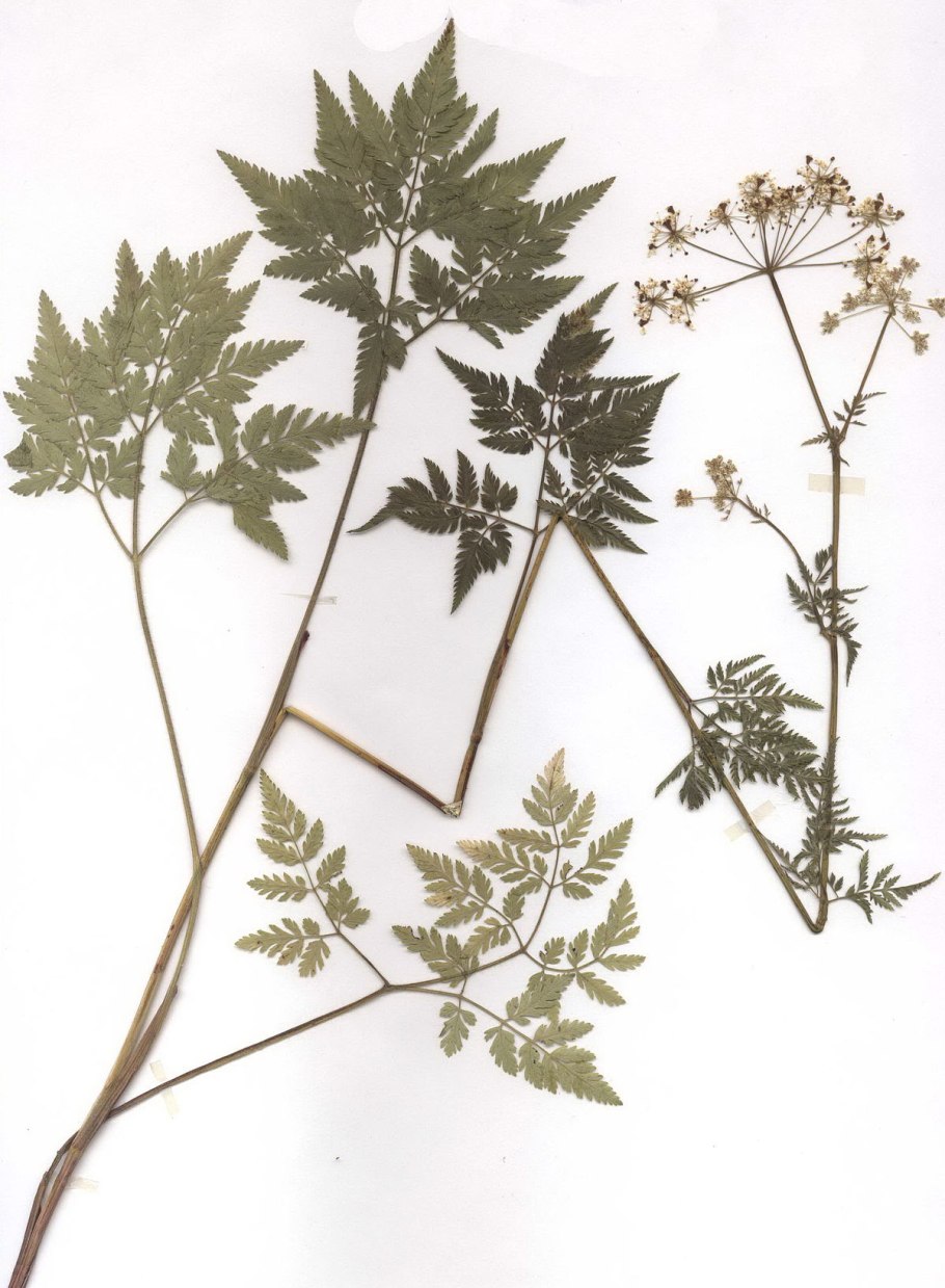 Бутень ароматный (Chaerophyllum aromaticum)