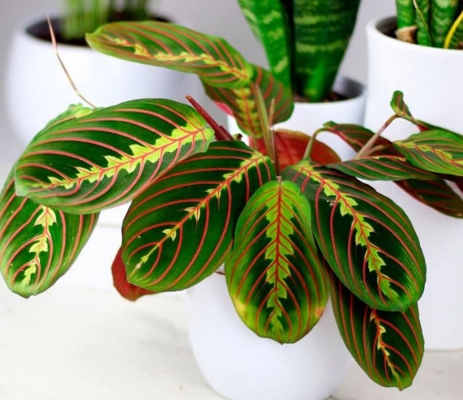 Маранта Мариселла