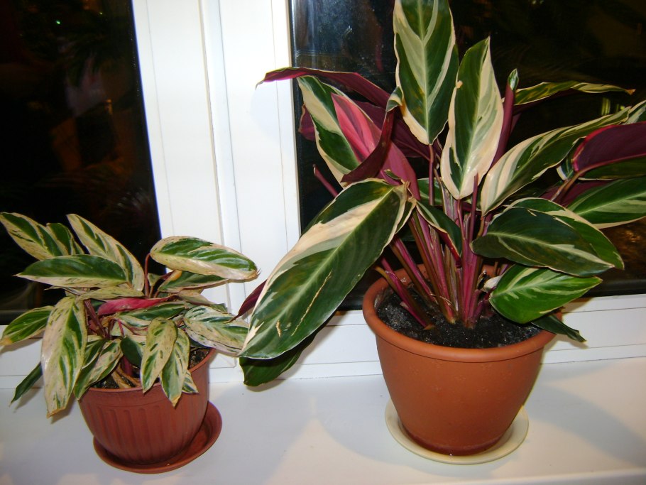 Строманта маранта