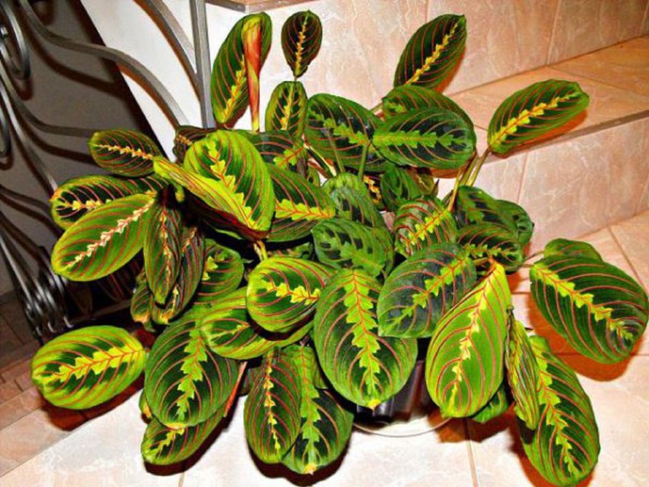 Калатея маранта