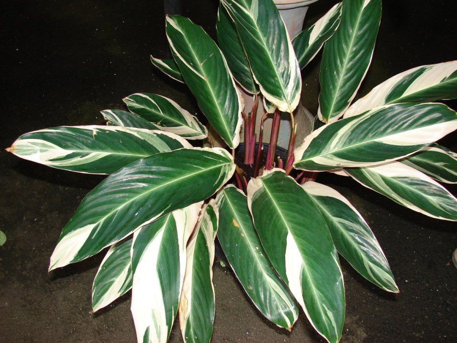 Ктенанта Оппенгейма Ctenanthe oppenheimiana