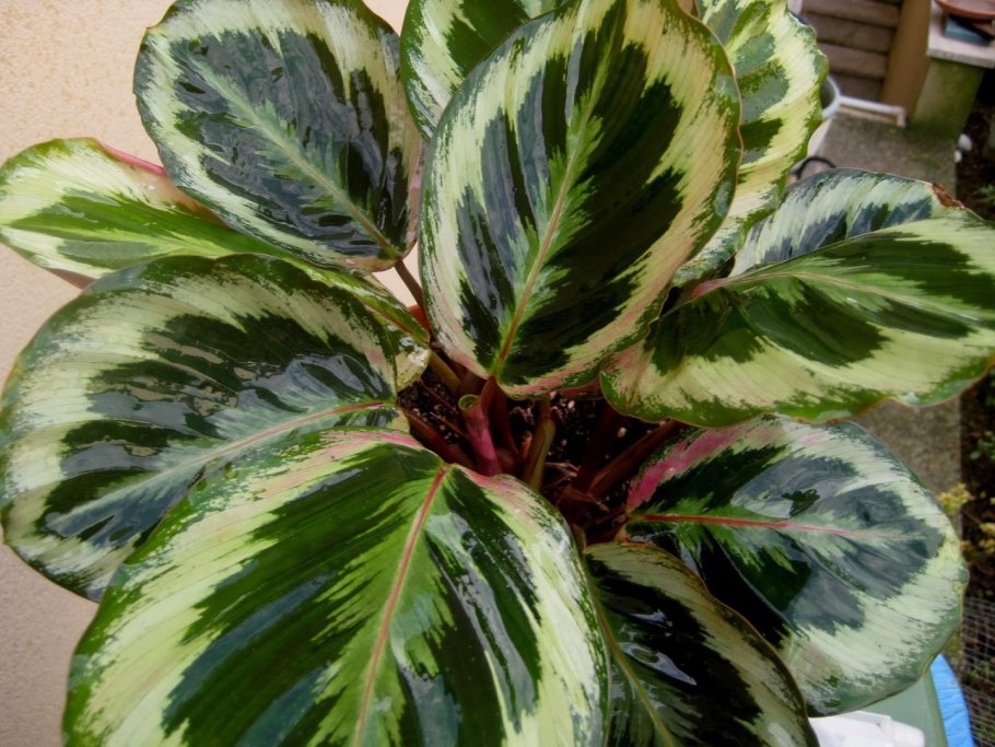 Маранта комнатное растение