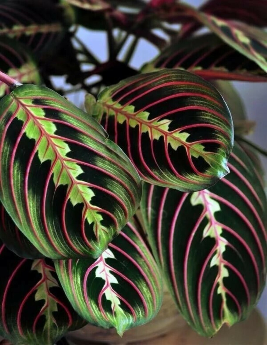 Маранта беложилковая