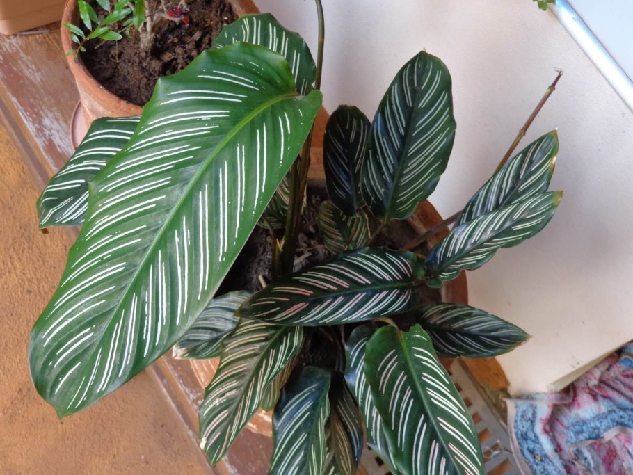 Маранта красножильчатая