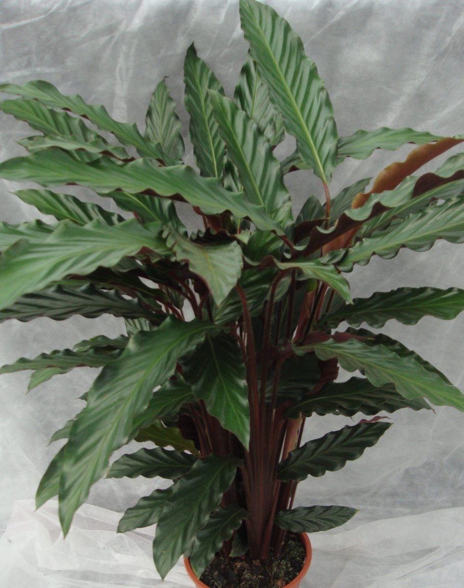 Калатея rufibarba