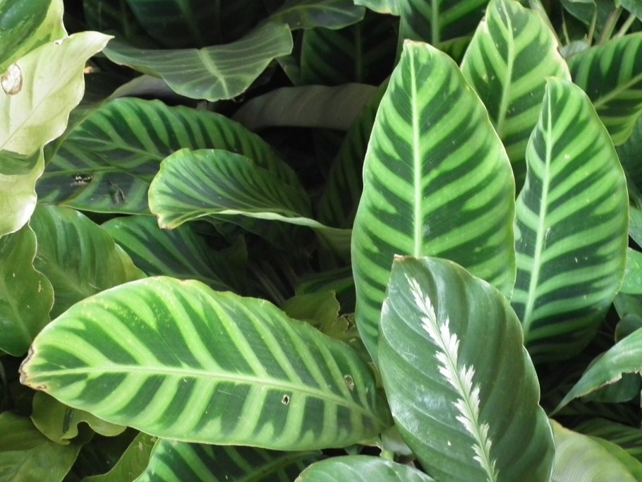 Маранта Массанжа