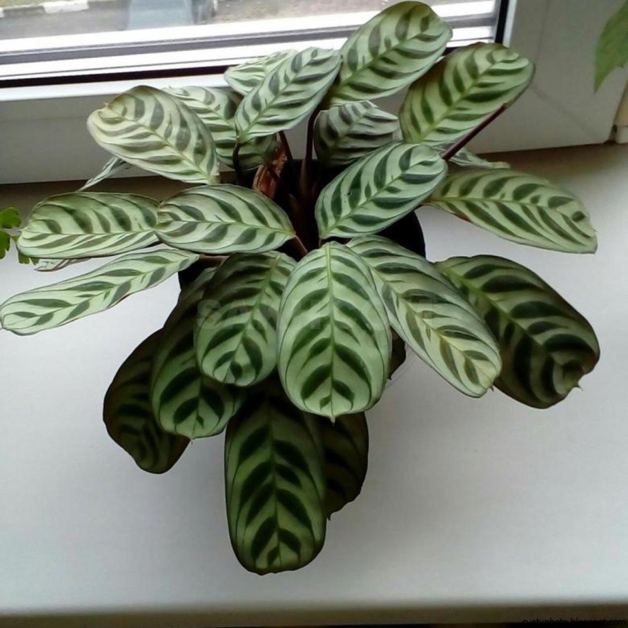 Калатея ктенанта