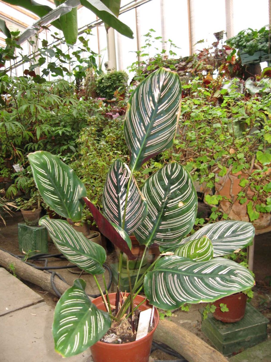 Маранта Эмеральд Бьюти