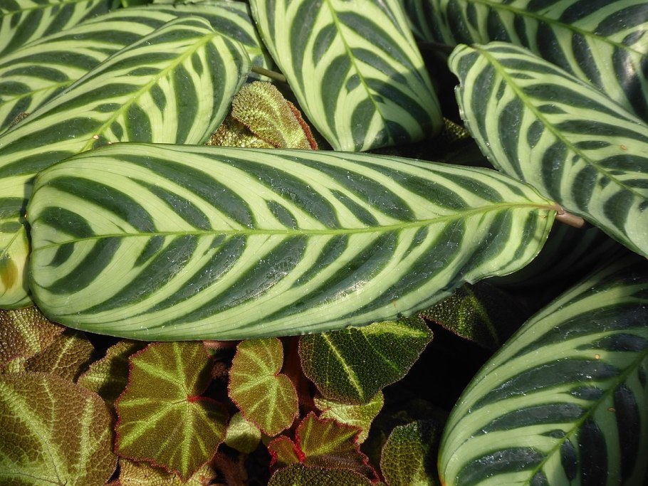 Маранта Эмеральд Бьюти