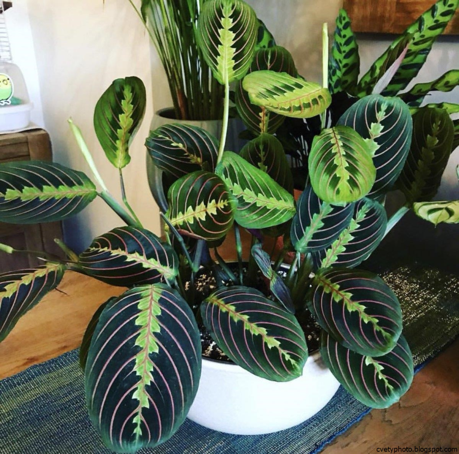 Маранта leuconeura