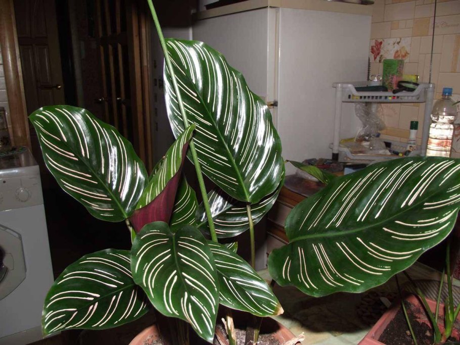 Пестролистая маранта беложилковатая