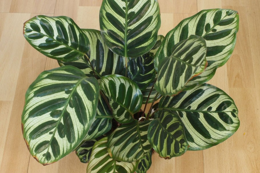 Маранта Макоя