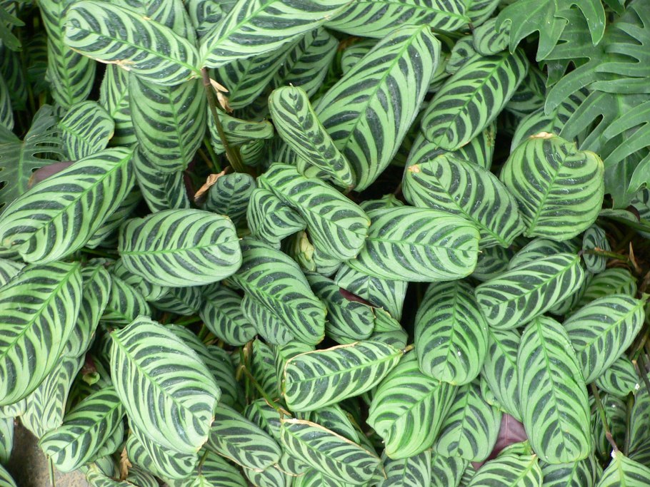 Семейство марантовые