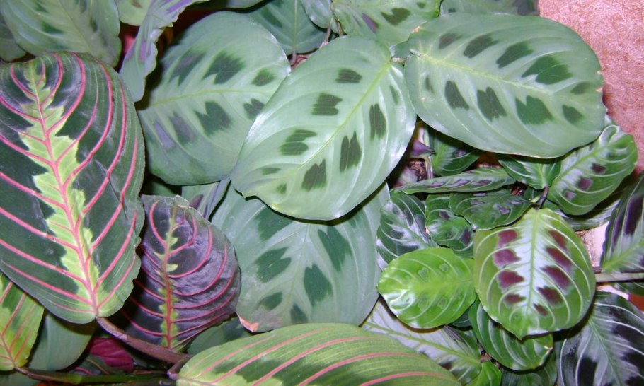 Маранта гребенчатая