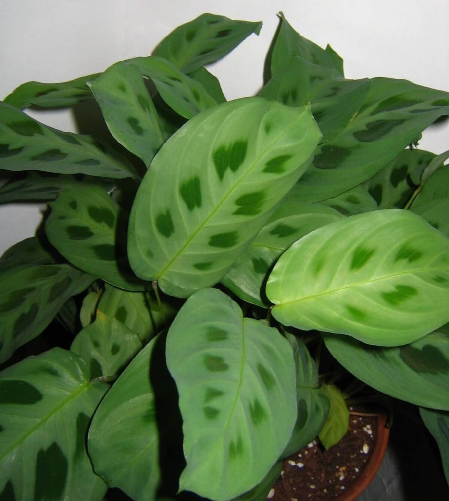 Марантовые бегонии