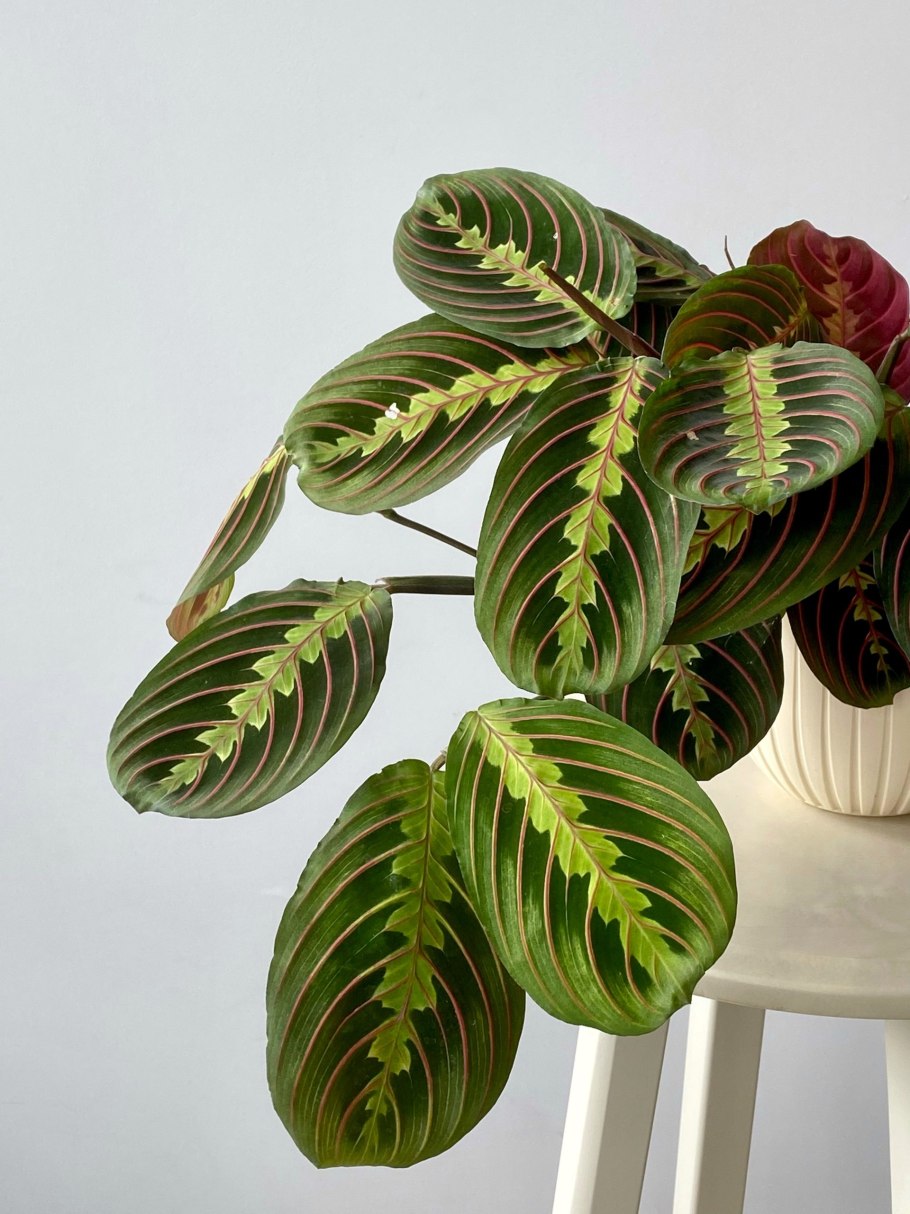 Маранта комнатное растение