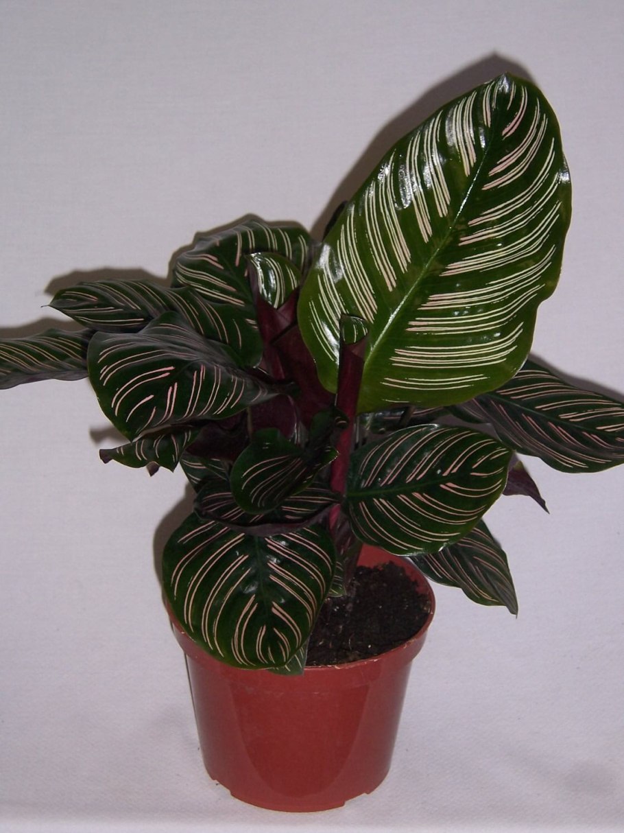 Маранта Мариселла